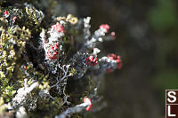 Blooming Lichens