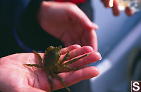 Northern Kelp Crab In Hand