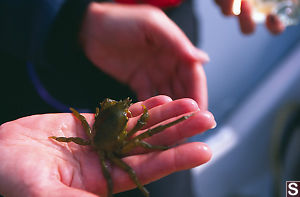 Northern Kelp Crab In Hand