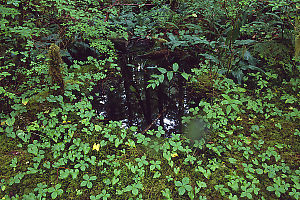 Mirror In Forest