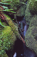 Moss Around Stream