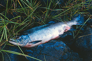 Partially Eaten Salmon