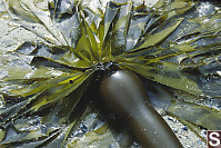 Star Burst Of Kelp