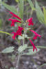 Cedar Sage