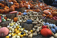 Big Pile Of Gourds
