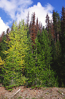 Pine Beetle Trees