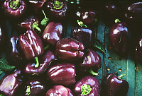 Purple Peppers