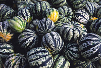 Speckled And Striped Gourd