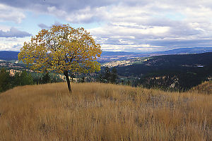 Tree On Hilltop