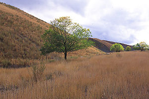 Trees On Hill