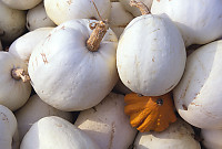 White Gourds