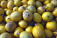 Yellow Gourds2