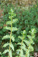 Oak Fern Unrolling