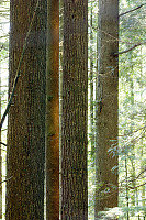 Trees Long Range
