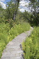 Overgrown Boardwalk