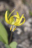 Single Glacier Lily Flower