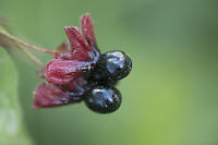 Twinberry Honeysuckle Fruit