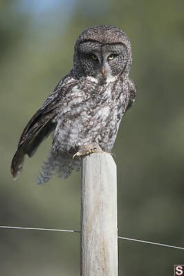 Great Grey Owl On Fence Post