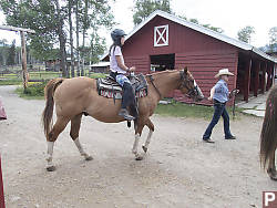 Nara Being Led