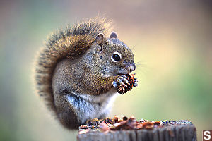 Side Profile Squirrel