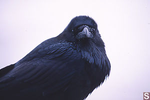Raven Looking At