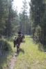Horseback On Forest Trail