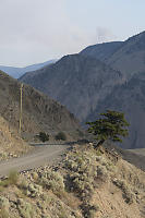 Tree On Edge Of Canyon Road