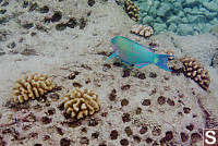 Bullethead Parrotfish and Coral