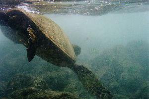 Turtle Swimming