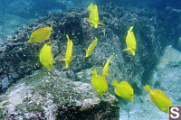 Yellow Tang's Feeding in a School