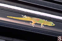Gecko on Door Frame