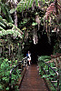 Trail into Thurston Lava Tube