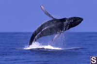 Breaching Humpback