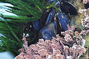 Mussels In Tide Pool