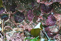 Purple Sea Urchins In Holes