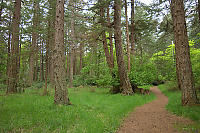 Douglas Fir Forest