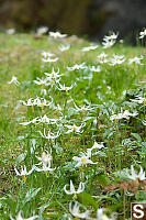 Field Of White Fawn Lily