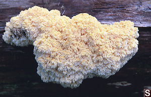 Hericium abietis - Conifer Coral Hericium