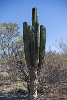 Mexican Giant Cactus