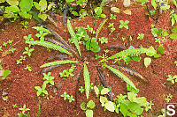 Deer Fern Growing In Red Moss