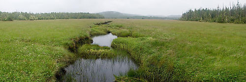 Meadow Near Hansen Lagoon