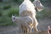 Baby Goat With Collared Mom