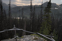 Dead Spruce From Lake Lookout
