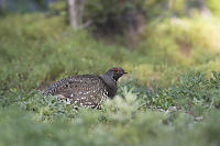 Spruce Grouse In Low Plants
