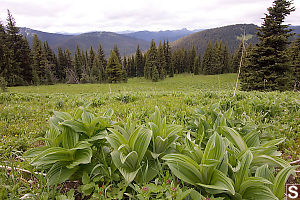 Field Of Hellebore