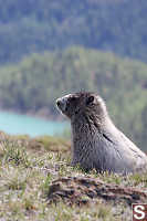 Marmot Over Lady Slipper