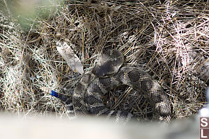 Rattle Snake