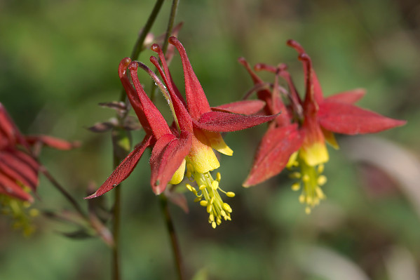 Red+Columbine