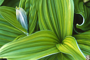 Indian Hellebore