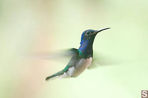 White-necked Jacobin Hummingbird